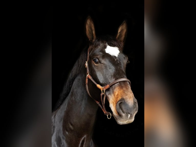 Deutsches Sportpferd Wallach 10 Jahre 176 cm Dunkelbrauner in Alzenau in Unterfranken