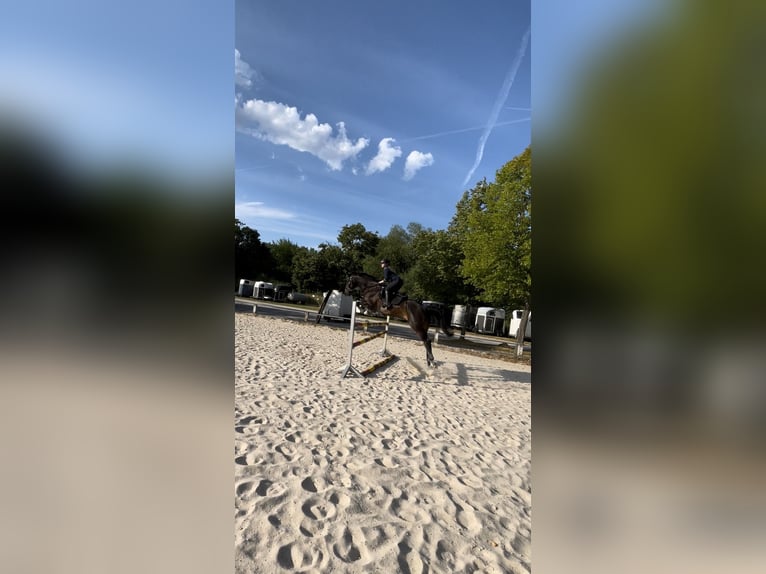 Deutsches Sportpferd Wallach 10 Jahre 176 cm Dunkelbrauner in Alzenau in Unterfranken