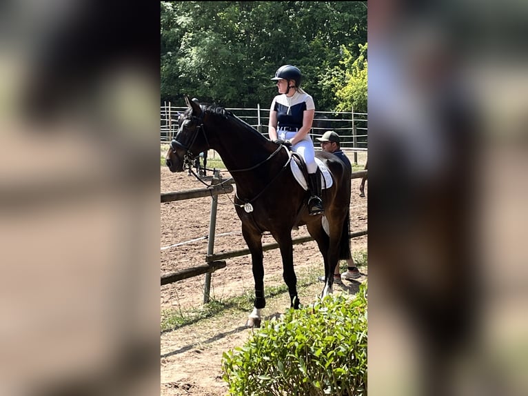 Deutsches Sportpferd Wallach 10 Jahre 176 cm Dunkelbrauner in Alzenau in Unterfranken