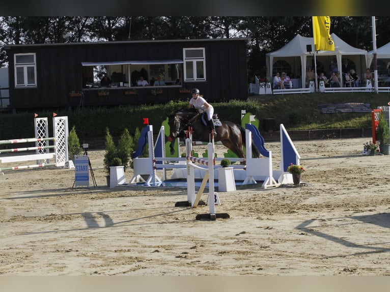 Deutsches Sportpferd Wallach 10 Jahre 176 cm Dunkelbrauner in Werneuchen