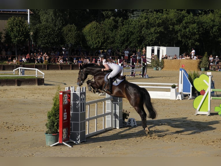 Deutsches Sportpferd Wallach 10 Jahre 176 cm Dunkelbrauner in Werneuchen