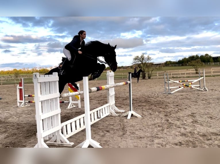 Deutsches Sportpferd Wallach 10 Jahre 176 cm Dunkelbrauner in Werneuchen