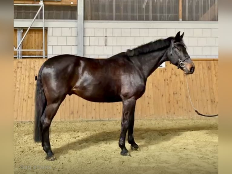 Deutsches Sportpferd Wallach 10 Jahre 176 cm Dunkelbrauner in Werneuchen