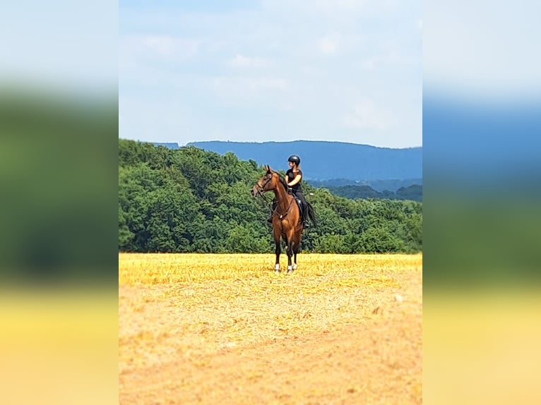 Deutsches Sportpferd Wallach 10 Jahre 178 cm Dunkelbrauner in Hösbach