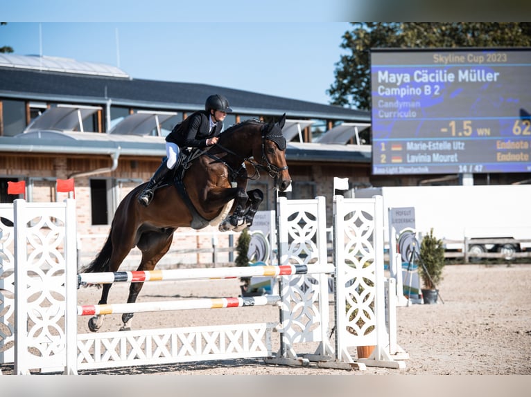 Deutsches Sportpferd Wallach 10 Jahre 178 cm Dunkelbrauner in Hösbach