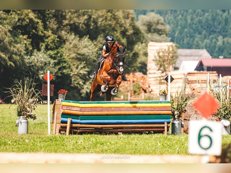 Deutsches Sportpferd Wallach 10 Jahre 178 cm Fuchs in Seyring