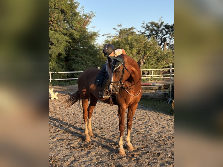 Deutsches Sportpferd Wallach 10 Jahre 178 cm Fuchs in Seyring