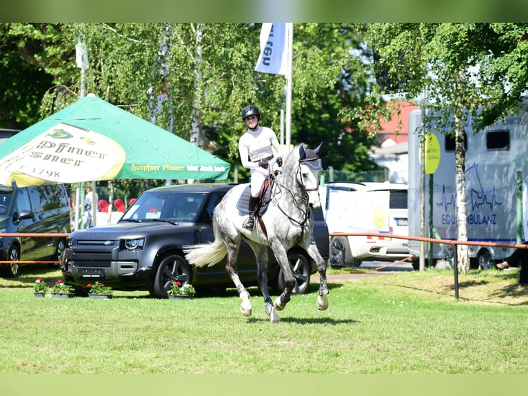 Deutsches Sportpferd Wallach 10 Jahre 178 cm Schimmel in Winnenden