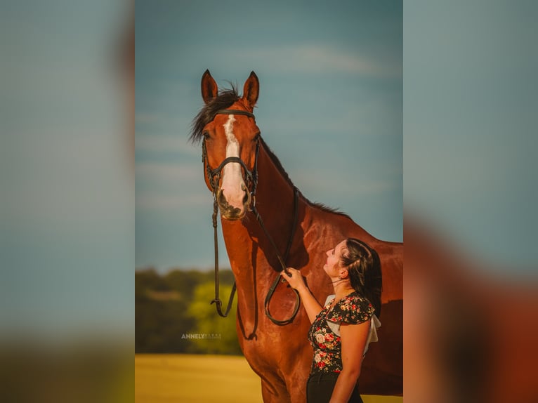 Deutsches Sportpferd Wallach 10 Jahre 180 cm Brauner in Wangenheim