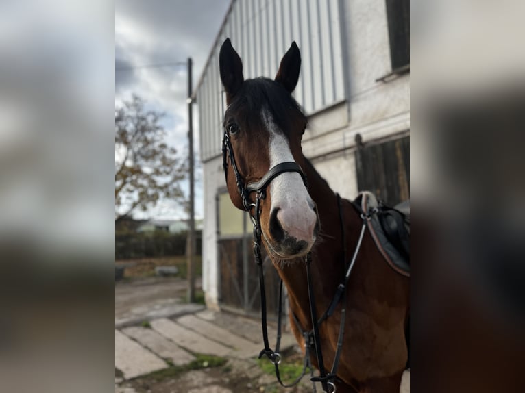 Deutsches Sportpferd Wallach 10 Jahre 180 cm Brauner in Wangenheim