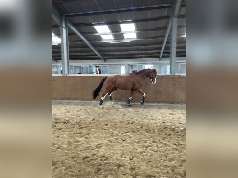 Deutsches Sportpferd Wallach 10 Jahre 180 cm Fuchs in Willich