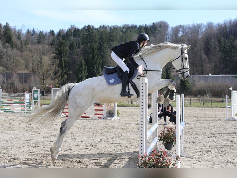 Deutsches Sportpferd Wallach 10 Jahre 180 cm Schimmel in Nestelbach