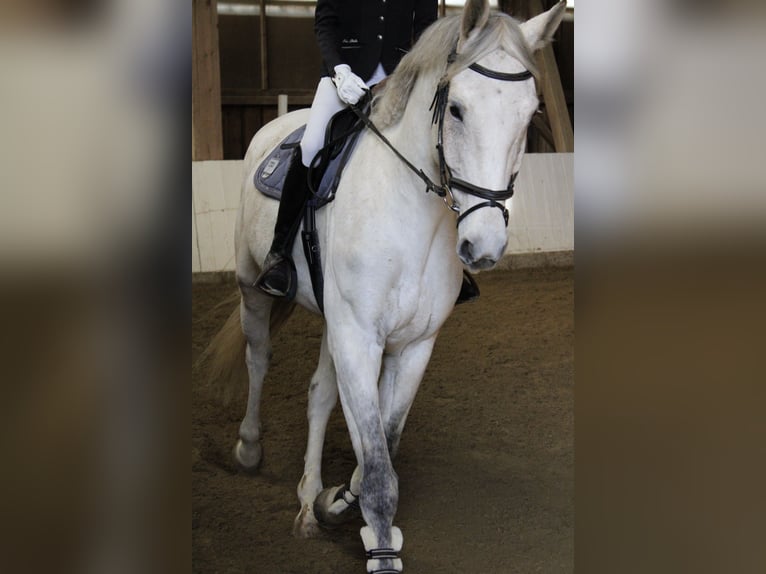 Deutsches Sportpferd Wallach 10 Jahre 180 cm Schimmel in Nestelbach
