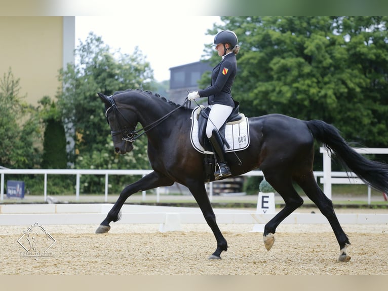 Deutsches Sportpferd Wallach 10 Jahre 180 cm Schwarzbrauner in Zaisenhausen