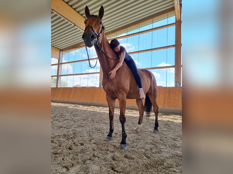 Deutsches Sportpferd Wallach 10 Jahre 181 cm Brauner in Malchin