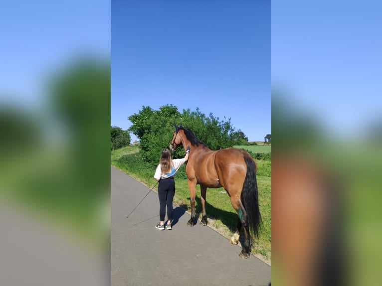 Deutsches Sportpferd Wallach 10 Jahre 181 cm Brauner in Malchin