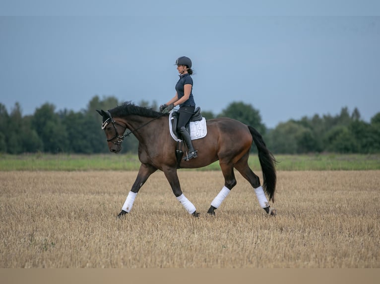 Deutsches Sportpferd Wallach 10 Jahre 182 cm Brauner in Radeberg