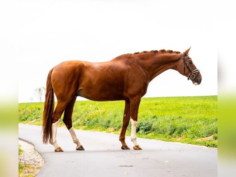 Deutsches Sportpferd Wallach 10 Jahre 182 cm Fuchs in Gleichen