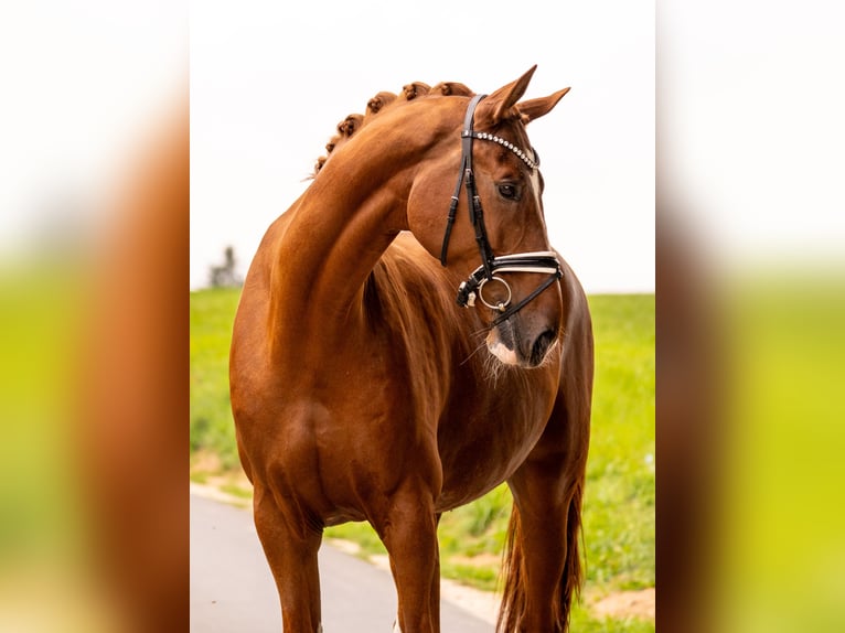 Deutsches Sportpferd Wallach 10 Jahre 182 cm Fuchs in Gleichen