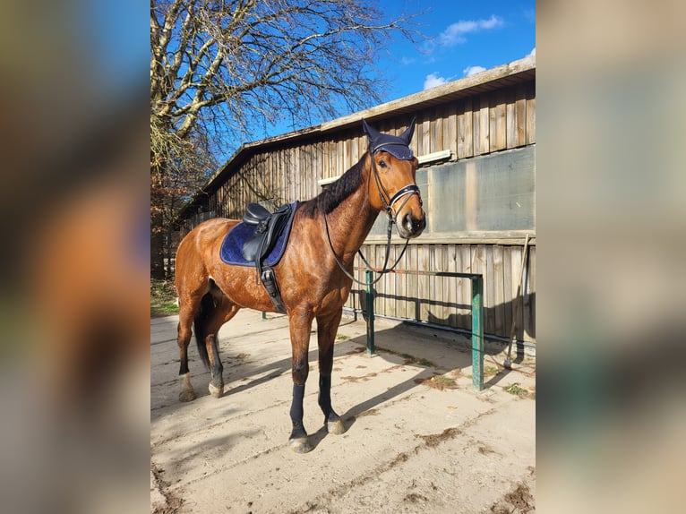 Deutsches Sportpferd Wallach 10 Jahre 183 cm Brauner in Malchin