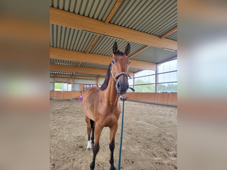 Deutsches Sportpferd Wallach 10 Jahre 183 cm Brauner in Malchin