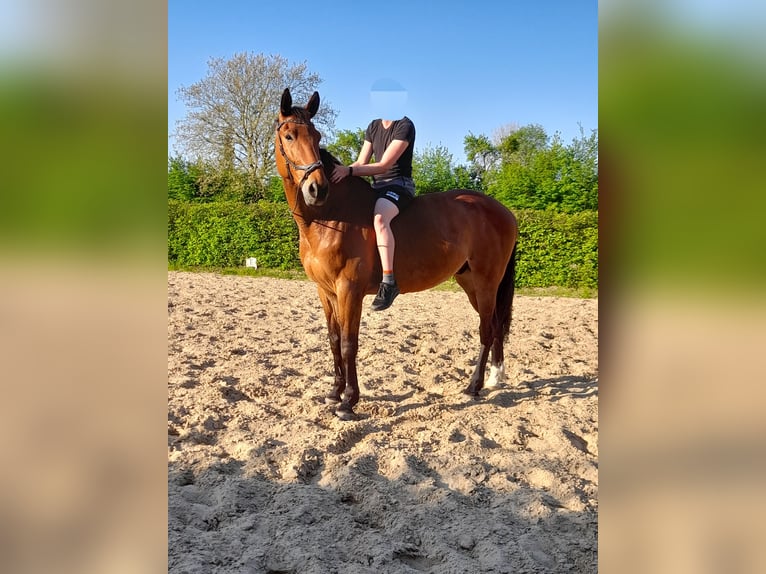 Deutsches Sportpferd Wallach 10 Jahre 183 cm Brauner in Malchin