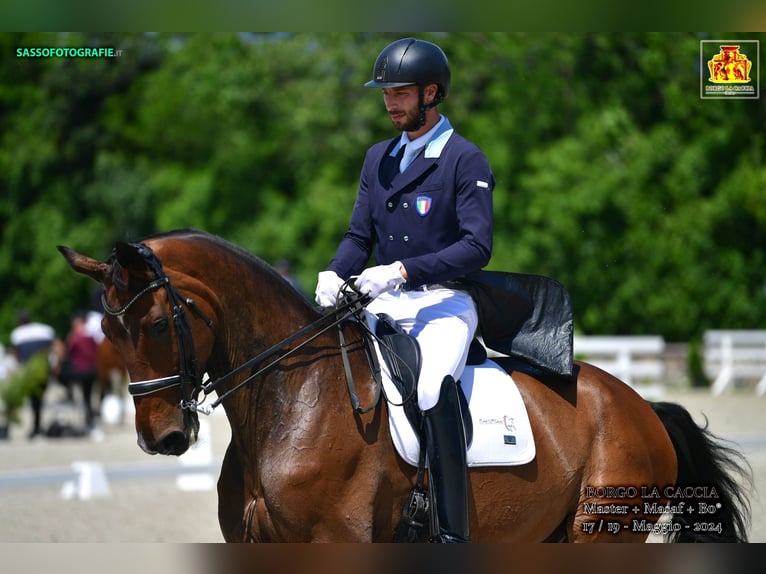 Deutsches Sportpferd Wallach 10 Jahre 185 cm Brauner in ALBAIRATE