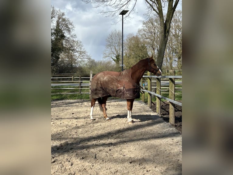 Deutsches Sportpferd Wallach 11 Jahre 161 cm Fuchs in Rheine