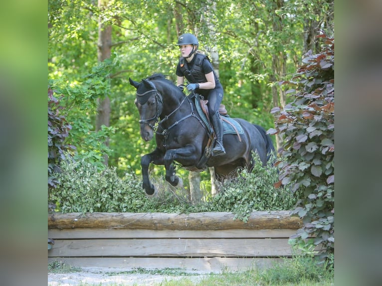 Deutsches Sportpferd Wallach 11 Jahre 162 cm Schwarzbrauner in Buchen (Odenwald)