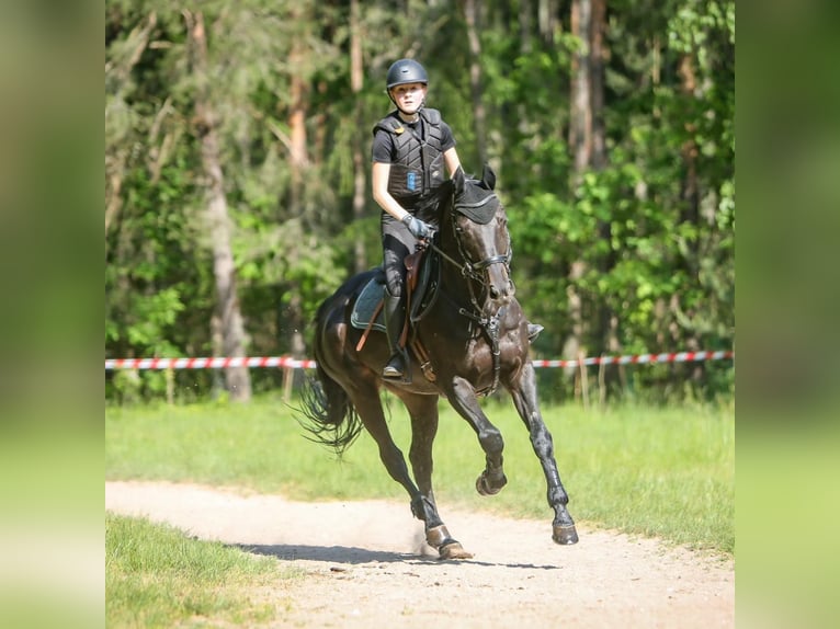 Deutsches Sportpferd Wallach 11 Jahre 162 cm Schwarzbrauner in Buchen (Odenwald)