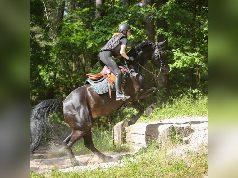 Deutsches Sportpferd Wallach 11 Jahre 162 cm Schwarzbrauner in Buchen (Odenwald)
