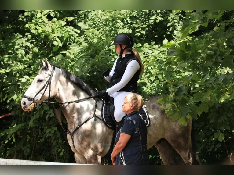 Deutsches Sportpferd Wallach 11 Jahre 164 cm Schimmel in schladming