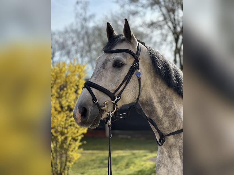 Deutsches Sportpferd Wallach 11 Jahre 164 cm Schimmel in schladming
