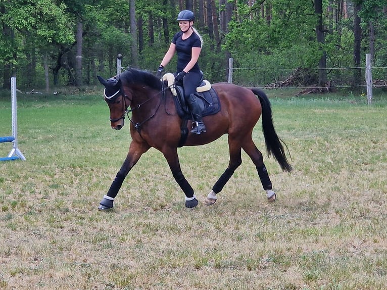 Deutsches Sportpferd Wallach 11 Jahre 165 cm Brauner in Nennhausen