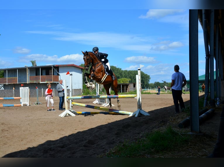 Deutsches Sportpferd Wallach 11 Jahre 165 cm Brauner in Nennhausen