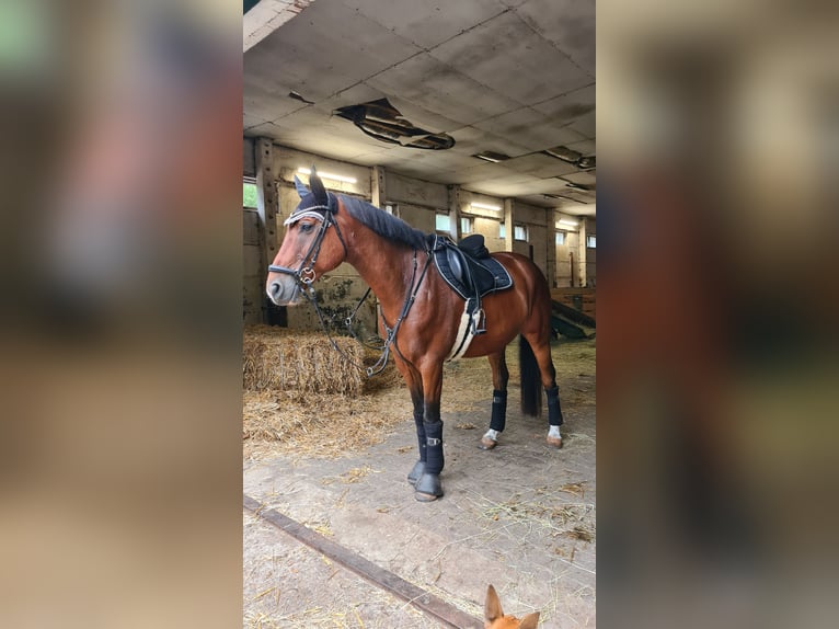Deutsches Sportpferd Wallach 11 Jahre 165 cm Brauner in Nennhausen