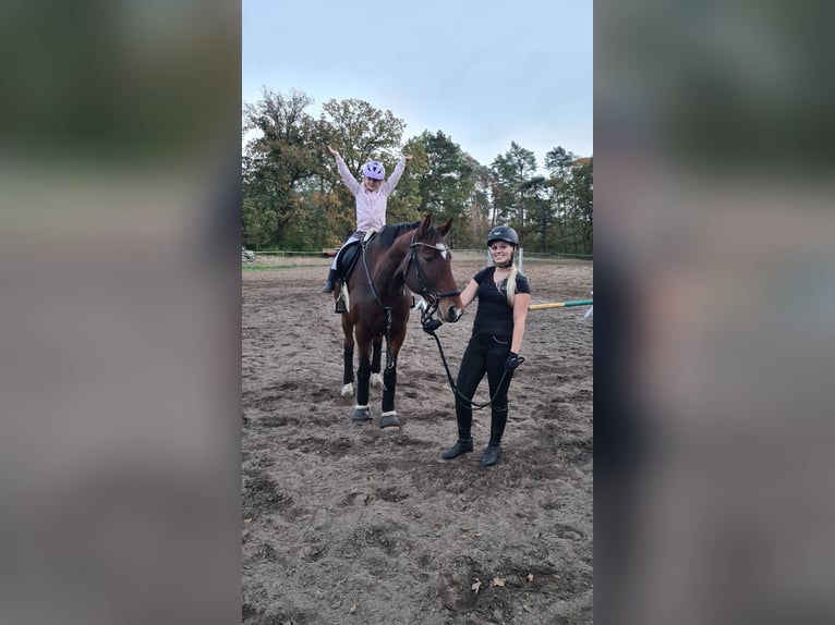 Deutsches Sportpferd Wallach 11 Jahre 165 cm Brauner in Nennhausen