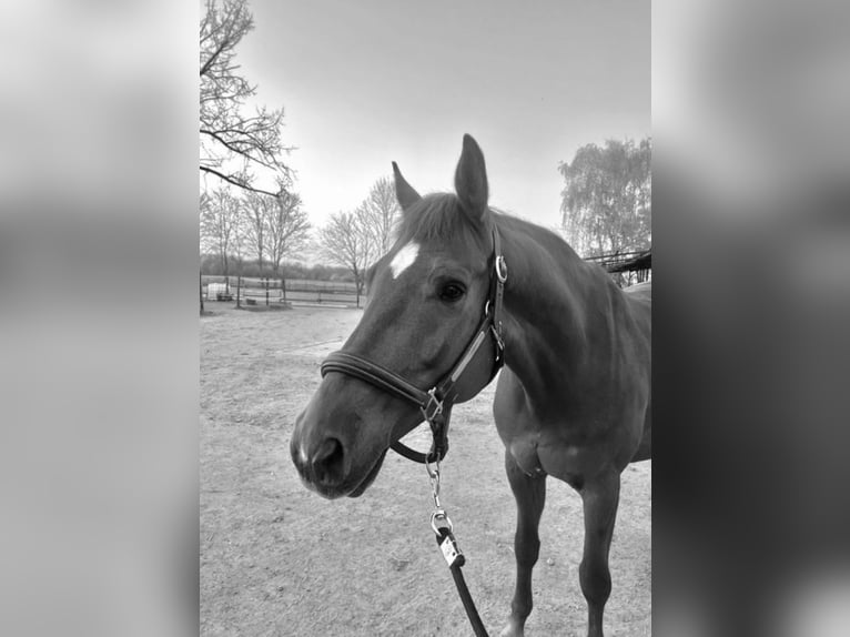 Deutsches Sportpferd Wallach 11 Jahre 165 cm  in Korschenbroich