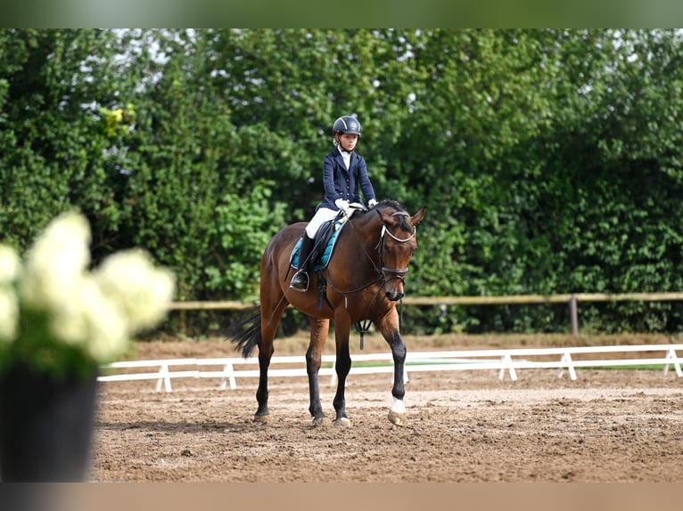 Deutsches Sportpferd Wallach 11 Jahre 165 cm Dunkelbrauner in Buttstädt