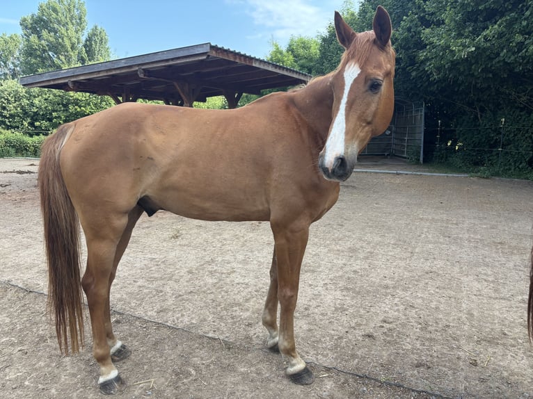 Deutsches Sportpferd Wallach 11 Jahre 165 cm Fuchs in Willanzheim