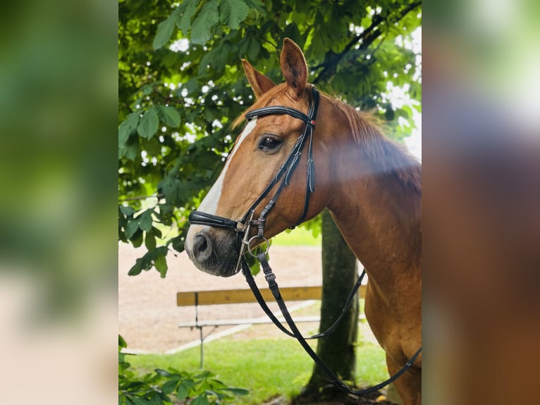 Deutsches Sportpferd Wallach 11 Jahre 165 cm Fuchs in Willanzheim