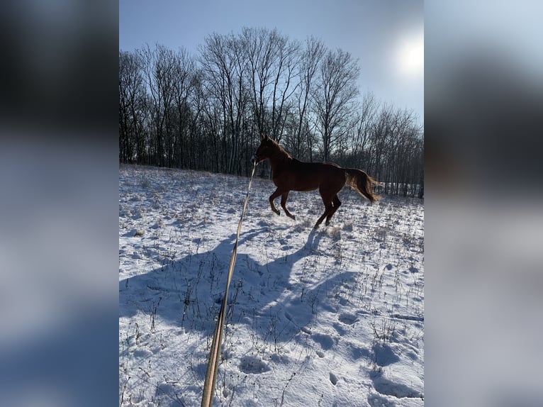 Deutsches Sportpferd Wallach 11 Jahre 165 cm Fuchs in Willanzheim