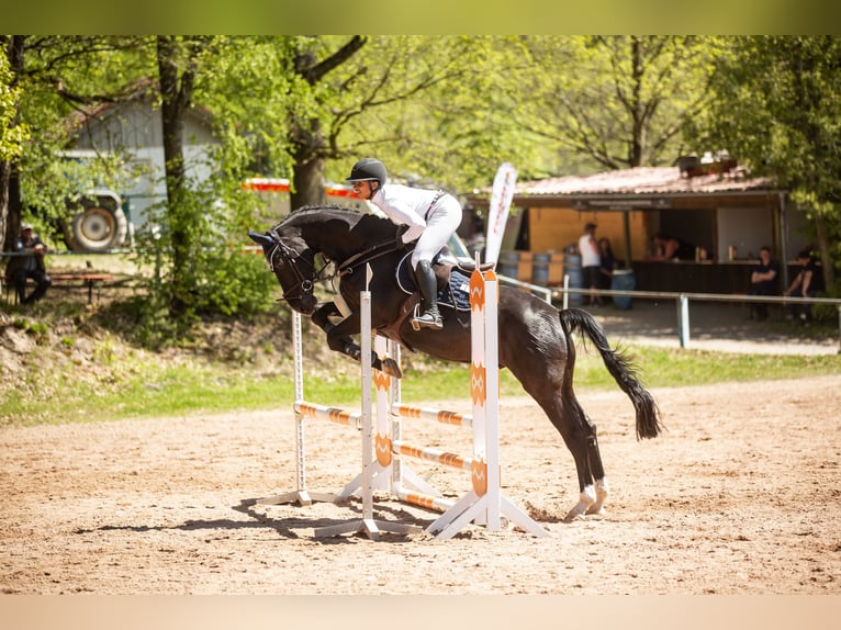 Deutsches Sportpferd Wallach 11 Jahre 165 cm Rappe in Kulmbach