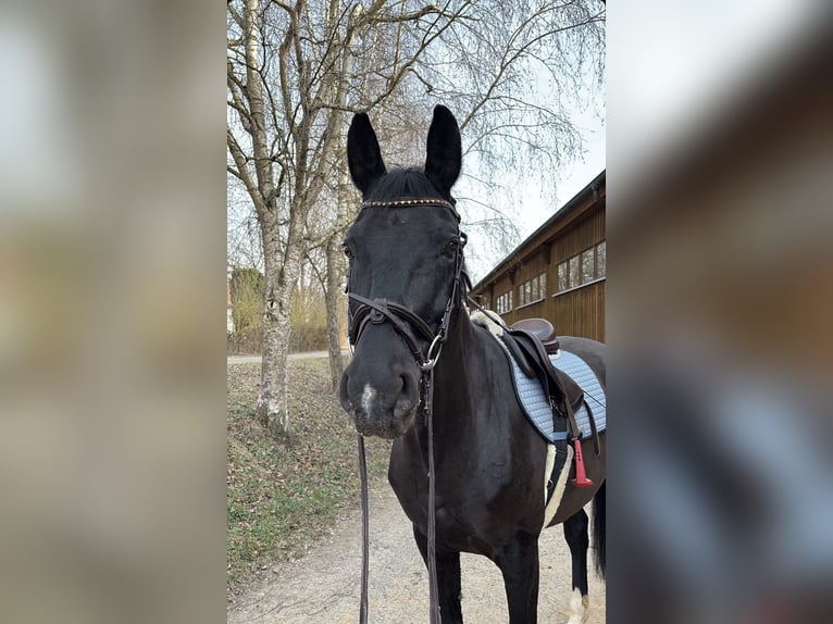 Deutsches Sportpferd Wallach 11 Jahre 165 cm Rappe in Kulmbach