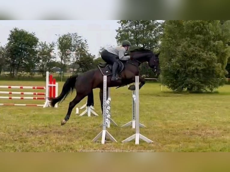 Deutsches Sportpferd Wallach 11 Jahre 165 cm Schwarzbrauner in Norden Norden