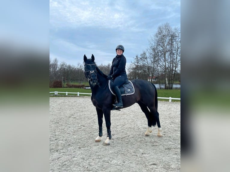 Deutsches Sportpferd Wallach 11 Jahre 165 cm Schwarzbrauner in Norden Norden