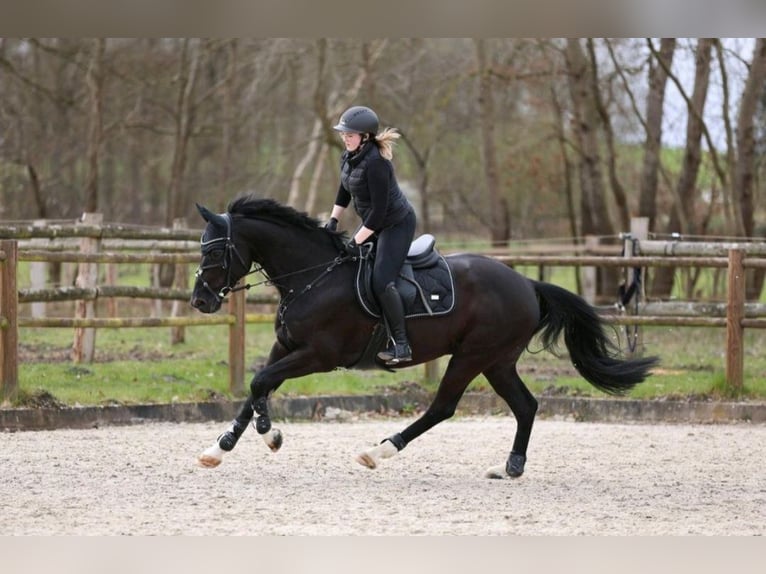 Deutsches Sportpferd Wallach 11 Jahre 165 cm Schwarzbrauner in Norden Norden