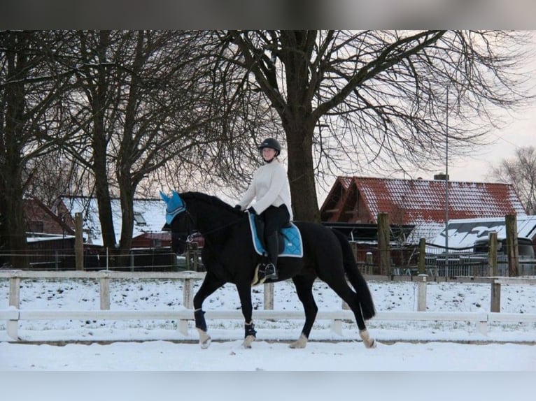 Deutsches Sportpferd Wallach 11 Jahre 165 cm Schwarzbrauner in Norden Norden