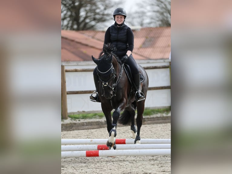 Deutsches Sportpferd Wallach 11 Jahre 165 cm Schwarzbrauner in Norden Norden