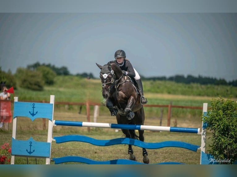 Deutsches Sportpferd Wallach 11 Jahre 165 cm Schwarzbrauner in Norden Norden